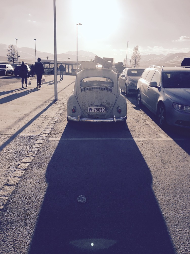 beetle.jpg